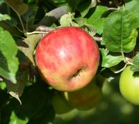 Gråsten Blodrød æble